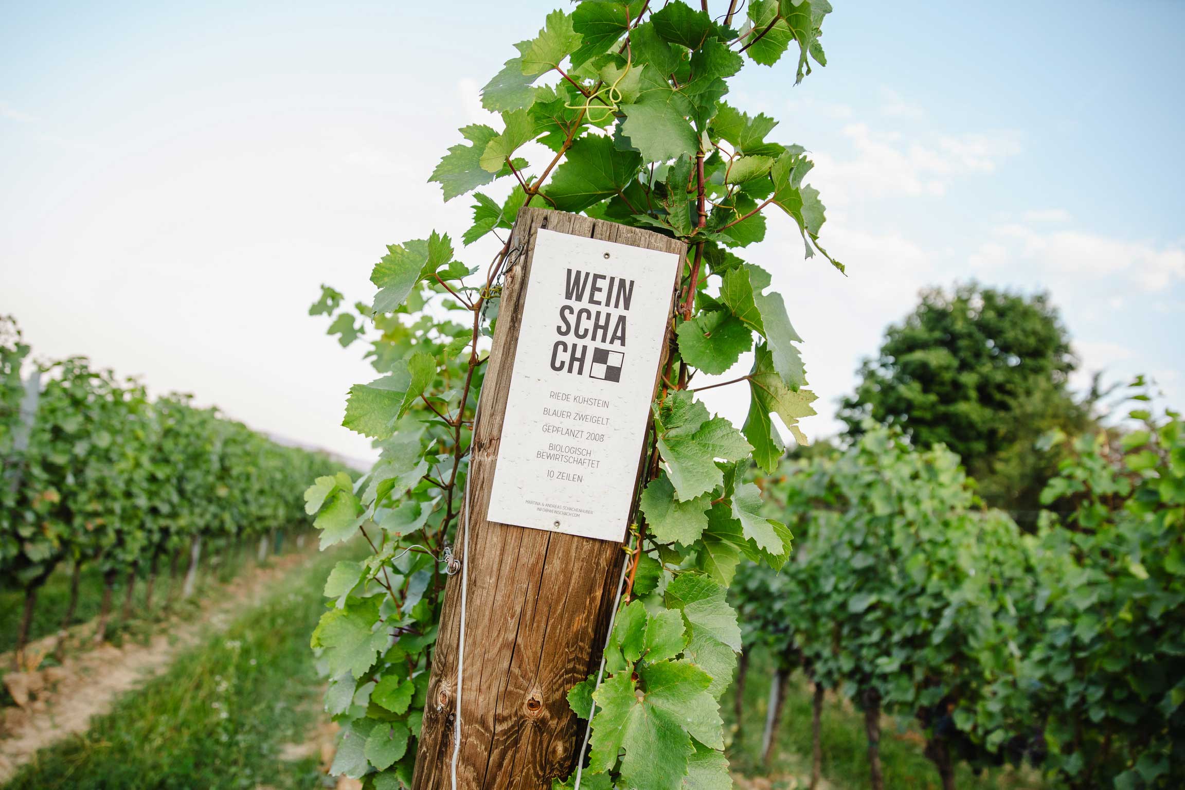 Boutique Weingut WeinSchach Weingartenfoto